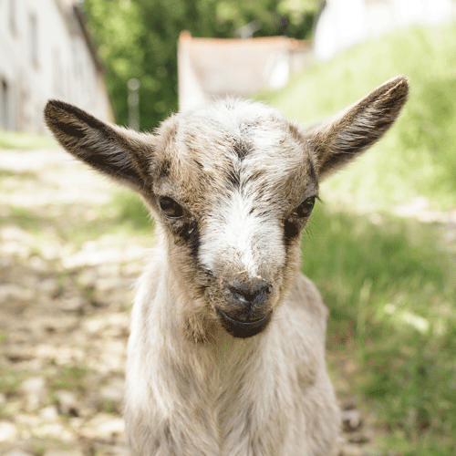 photo bébé chèvre